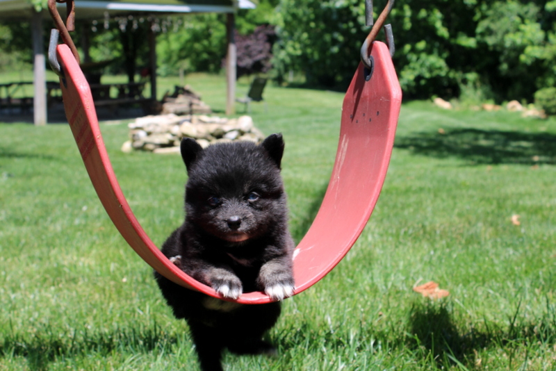 puppy, for, sale, Pomsky, Matthew B. Stoltzfus, dog, breeder, Gap, PA, dog-breeder, puppy-for-sale, forsale, nearby, find, puppyfind, locator, puppylocator, aca